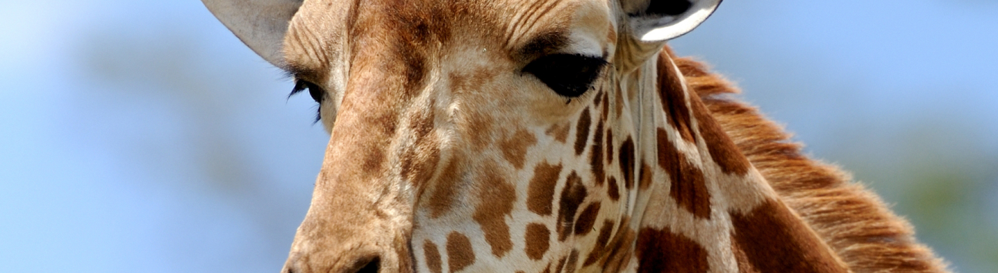 Formation de soigneur animalier - Zoo Academia