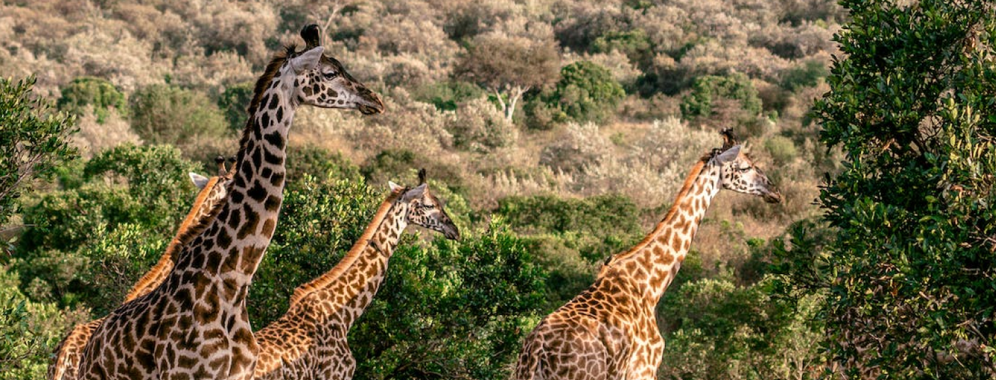 Zoo Academia - Formations aux métiers animaliers - Travailler avec les animaux - Reconversion