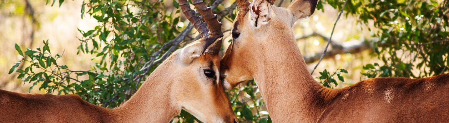 Liste des métiers animaliers - metiers au contact des animaux - Zoo Academia