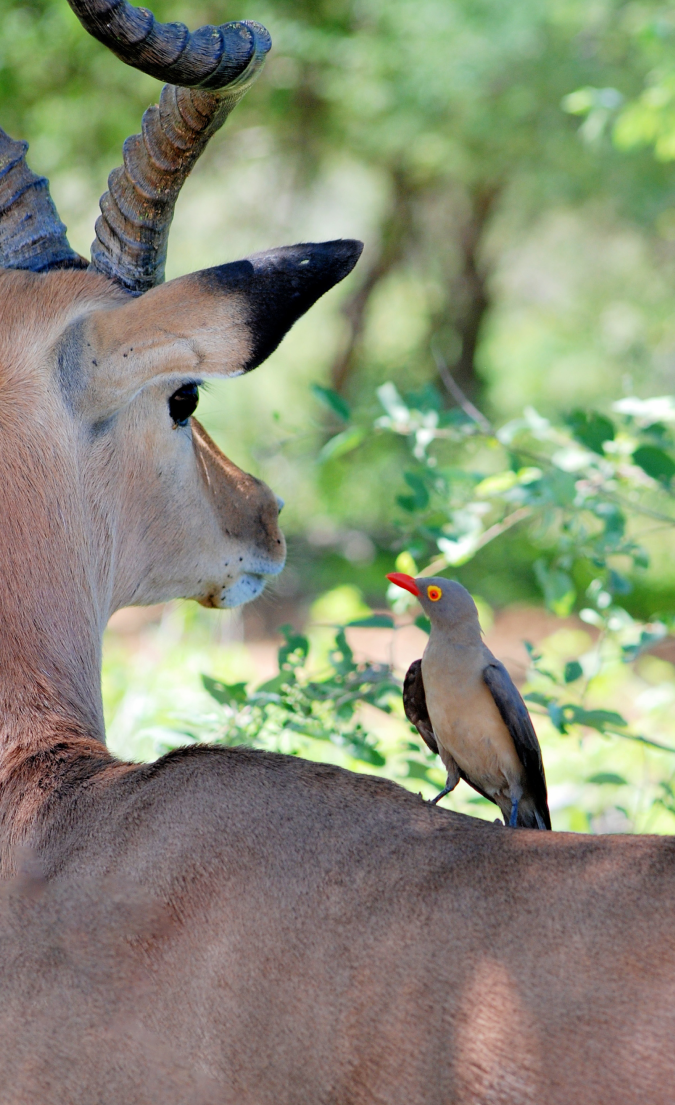 Contactez Zoo Academia pour toutes questions sur nos formations animalières