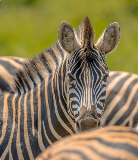 Liste des métiers animaliers - Métiers au contact des animaux - Travailler avec les animaux